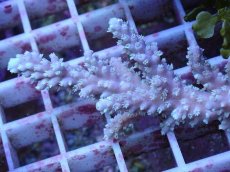 画像2: No.164 オーストラリア産  ヤセミドリイシ (2)