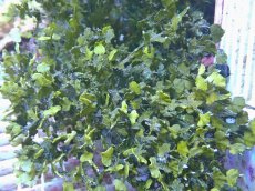 画像1: No.1 フィジー産 サボテン草sp (1)