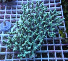 画像1: No.165 深場ミドリイシ (1)