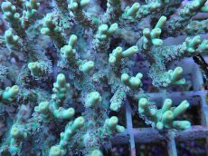 画像2: No.165 深場ミドリイシ (2)