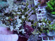 画像1: No.3 フィジー産 サボテン草sp (1)