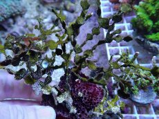 画像2: No.3 フィジー産 サボテン草sp (2)