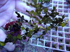 画像1: No.4 フィジー産 サボテン草sp (1)