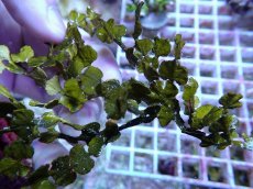 画像2: No.4 フィジー産 サボテン草sp (2)