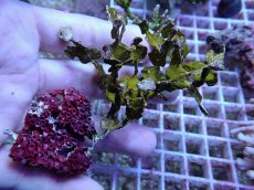 画像1: No.5 フィジー産 サボテン草sp (1)