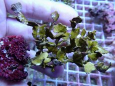 画像2: No.5 フィジー産 サボテン草sp (2)