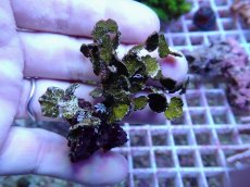 画像1: No.6 フィジー産 サボテン草sp (1)