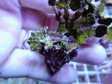 画像2: No.6 フィジー産 サボテン草sp (2)