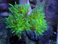 画像1: No.1 トランペットコーラル　蛍光グリーン　　【毎度大人気のミニサイズ！】 (1)