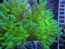 画像2: No.1 トランペットコーラル　蛍光グリーン　　【毎度大人気のミニサイズ！】 (2)