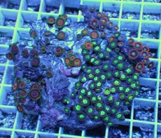 画像1: No.1 マメスナギンチャク　お花畑　プレート (1)