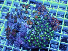 画像2: No.1 マメスナギンチャク　お花畑　プレート (2)