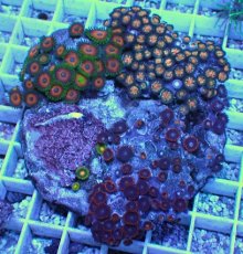 画像1: No.2 マメスナギンチャク　お花畑　プレート (1)