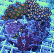 画像2: No.2 マメスナギンチャク　お花畑　プレート (2)