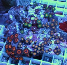 画像1: No.3 マメスナギンチャク　お花畑　プレート (1)