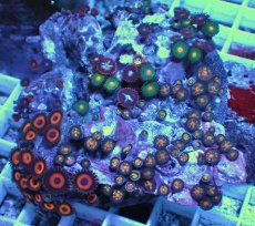 画像2: No.3 マメスナギンチャク　お花畑　プレート (2)