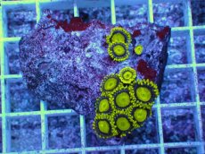 画像1: No.4 フィジー産 マメスナギンチャク ゴールドラッシュ (1)