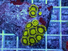 画像2: No.4 フィジー産 マメスナギンチャク ゴールドラッシュ (2)