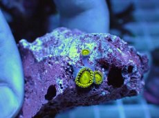 画像1: No.5 フィジー産 マメスナギンチャク ゴールドラッシュ (1)