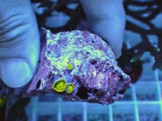 画像2: No.5 フィジー産 マメスナギンチャク ゴールドラッシュ (2)