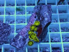 画像1: No.6 フィジー産 マメスナギンチャク ゴールドラッシュ (1)