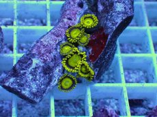 画像2: No.6 フィジー産 マメスナギンチャク ゴールドラッシュ (2)