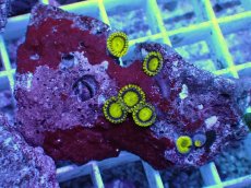 画像1: No.7 フィジー産 マメスナギンチャク ゴールドラッシュ (1)