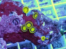 画像2: No.7 フィジー産 マメスナギンチャク ゴールドラッシュ (2)