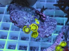 画像1: No.8 フィジー産 マメスナギンチャク ゴールドラッシュ (1)