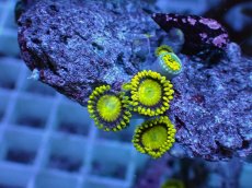 画像2: No.8 フィジー産 マメスナギンチャク ゴールドラッシュ (2)