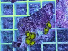 画像1: No.9 フィジー産 マメスナギンチャク ゴールドラッシュ (1)