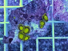 画像2: No.9 フィジー産 マメスナギンチャク ゴールドラッシュ (2)