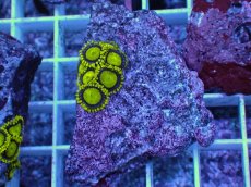 画像1: No.10 フィジー産 マメスナギンチャク ゴールドラッシュ (1)