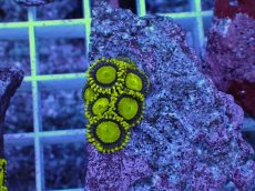 画像2: No.10 フィジー産 マメスナギンチャク ゴールドラッシュ (2)