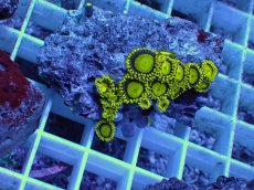 画像1: No.11 フィジー産 マメスナギンチャク ゴールドラッシュ (1)