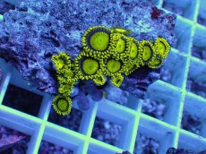 画像2: No.11 フィジー産 マメスナギンチャク ゴールドラッシュ (2)