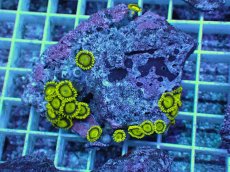 画像1: No.12 フィジー産 マメスナギンチャク ゴールドラッシュ (1)