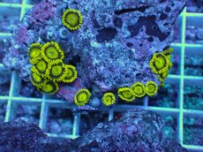 画像2: No.12 フィジー産 マメスナギンチャク ゴールドラッシュ (2)