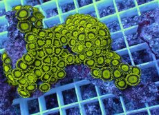 画像1: No.13 フィジー産 マメスナギンチャク ゴールドラッシュ (1)