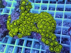 画像2: No.13 フィジー産 マメスナギンチャク ゴールドラッシュ (2)