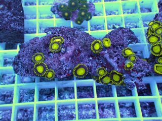 No.59 ナガレハナサンゴ 茎グリーンを買うならアクアスタイルユー 大阪