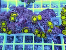 画像2: No.14 フィジー産 マメスナギンチャク ゴールドラッシュ (2)