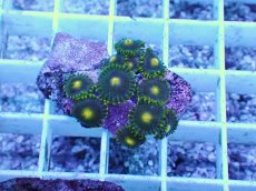 画像1: No.15 フィジー産 マメスナギンチャク (1)