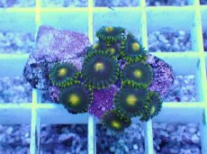 画像2: No.15 フィジー産 マメスナギンチャク (2)