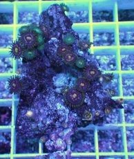 画像1: No.16 ベトナム産 マメスナギンチャク (1)