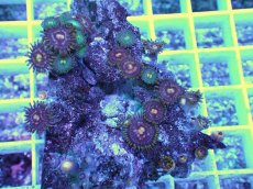 画像2: No.16 ベトナム産 マメスナギンチャク (2)