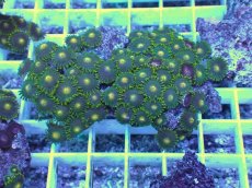 画像1: No.17 フィジー産 マメスナギンチャク (1)