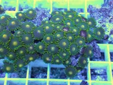 画像2: No.17 フィジー産 マメスナギンチャク (2)