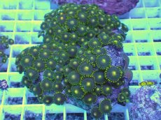 画像1: No.18 フィジー産 マメスナギンチャク (1)