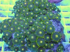 画像2: No.18 フィジー産 マメスナギンチャク (2)